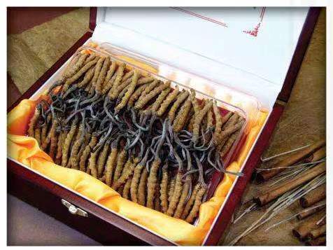 济宁冬虫夏草回收?